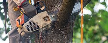 Best Hazardous Tree Removal  in Montara, CA