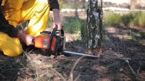 Best Tree Risk Assessment  in Montara, CA