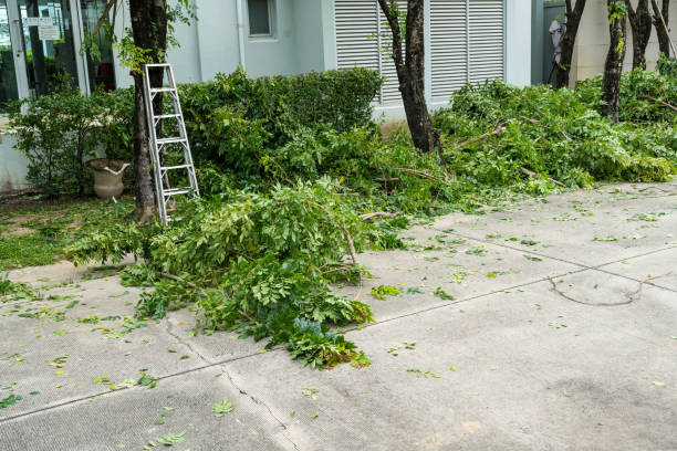  Montara, CA Tree Removal Pros