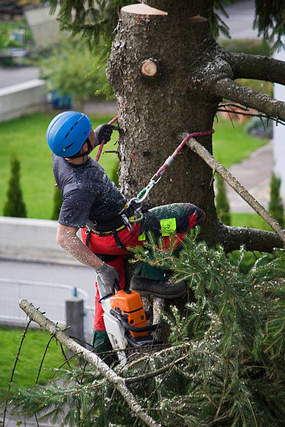 Best Fruit Tree Pruning  in Montara, CA