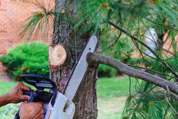 Best Emergency Tree Removal  in Montara, CA